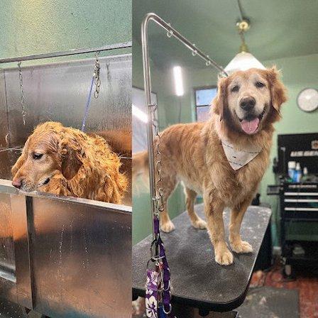 Scruff to Fluff Pet Spa