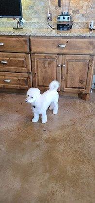 Bluebonnet Grooming