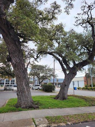 Ranger Oaks