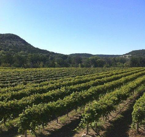 La Cruz de Comal Wines, Ltd.