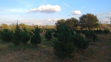 Seiler Tree Farm