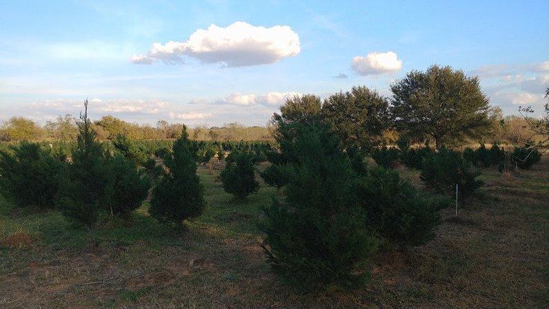Seiler Tree Farm
