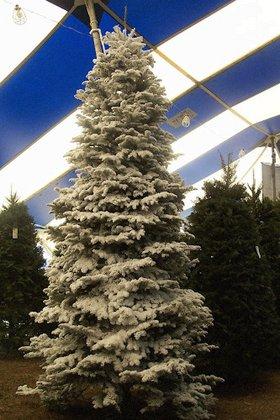 Holiday Hills Christmas Trees Lot 8
