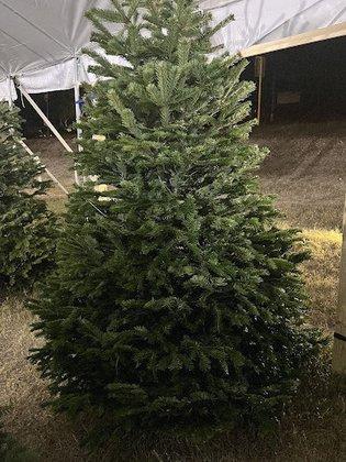 Papa Noel Trees Alamo Heights