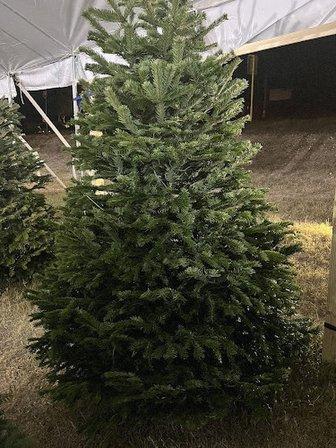 Papa Noel Trees Alamo Heights