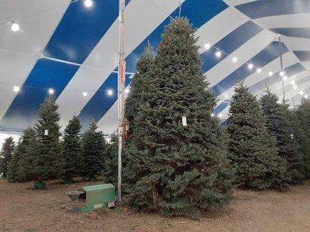Holiday Hills Christmas Trees Lot 6