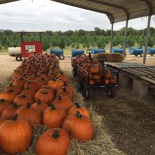 Pipe Creek Tree Farm & Pumpkin Patch