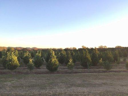 Pipe Creek Tree Farm & Pumpkin Patch