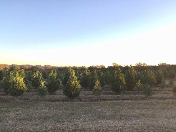 Pipe Creek Tree Farm & Pumpkin Patch