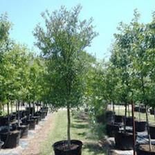 Blanket Creek Tree Farm