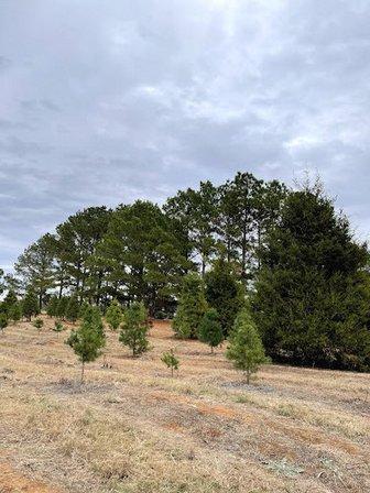 Evergreen Farms Christmas Tree