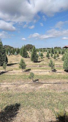 Devine Acres - San Antonio Pumpkin, Christmas & Easter Events