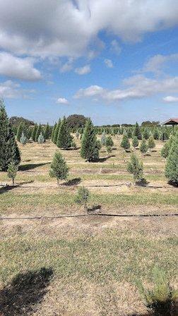 Devine Acres - San Antonio Pumpkin, Christmas & Easter Events