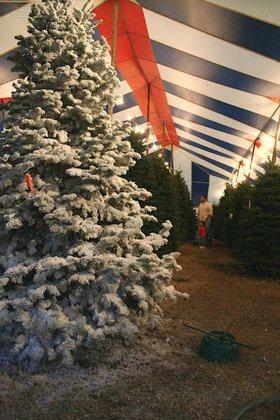 Holiday Hills Christmas Trees Lot 5