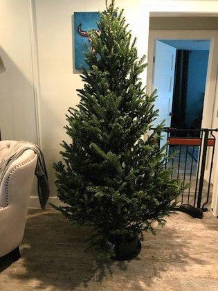 Austin Optimist Club Tree Lot