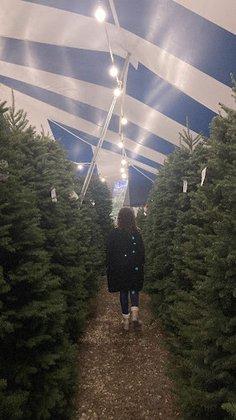 Holiday Hills Christmas Trees