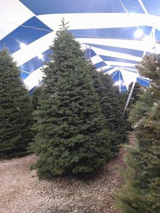 Holiday Hills Christmas Trees
