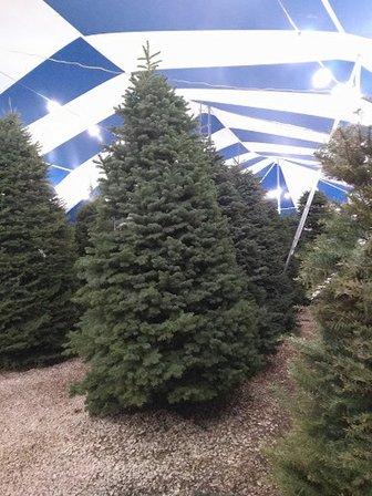 Holiday Hills Christmas Trees
