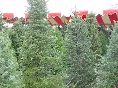 Christmas Tree Lot at Moon Valley Nurseries - San Antonio