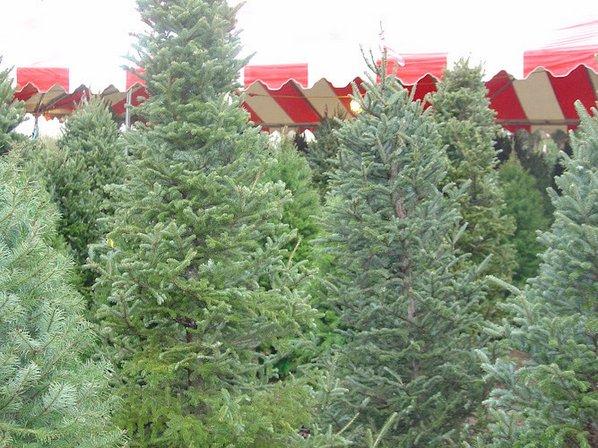 Christmas Tree Lot at Moon Valley Nurseries - San Antonio