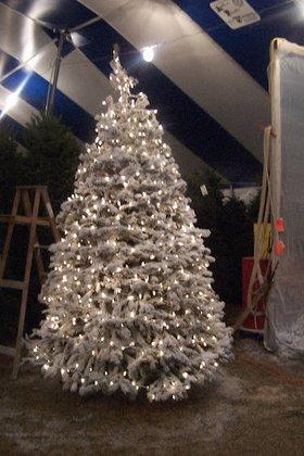 Holiday Hills Christmas Trees Lot 3