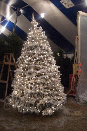 Holiday Hills Christmas Trees Lot 3
