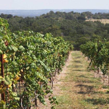 Diamond Vineyards