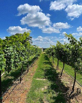 Paradis Vineyard and Winery
