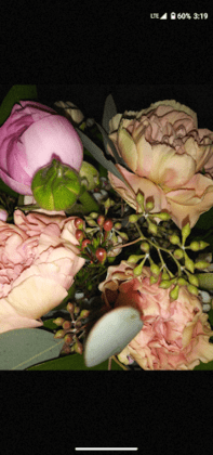 The Indigo Bloom