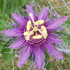 Samford's Wholesale Flowers