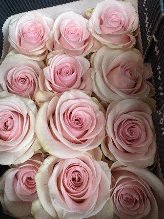 Amores Flores, Inc
