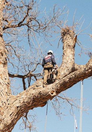 Republic Tree Service