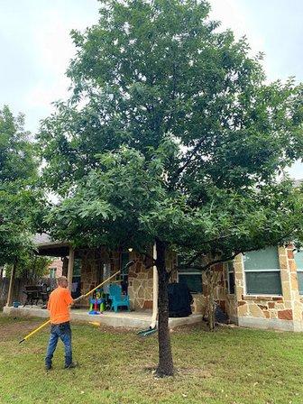 Tree Amigos Tree Service