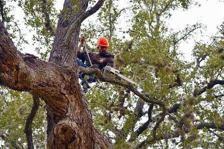 Action Tree Service, LLC