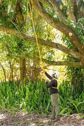 The Davey Tree Expert Company