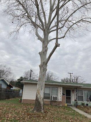 Mission City Arbor Group - San Antonio Tree Services