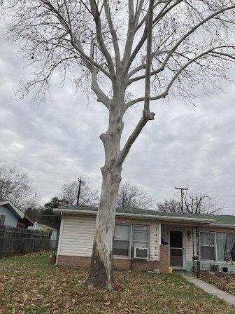 Mission City Arbor Group - San Antonio Tree Services