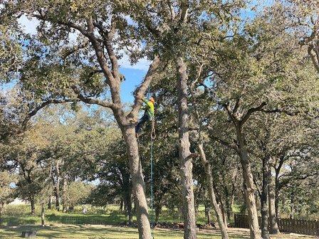 Action Tree Service
