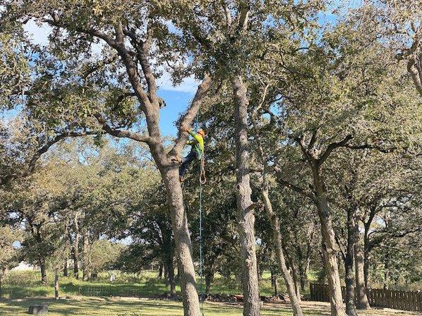 Action Tree Service