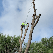 Berrios tree service