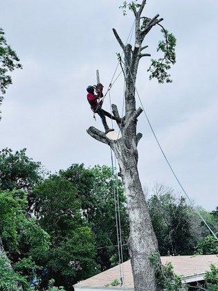 Berrios tree service