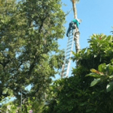 The Spaniard Tree Service