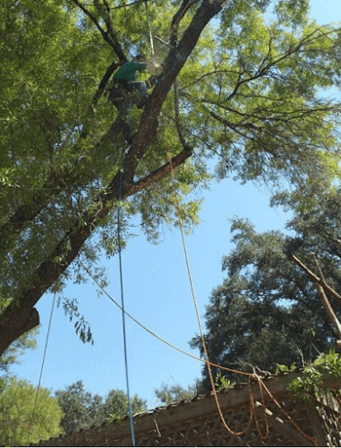 The Spaniard Tree Service
