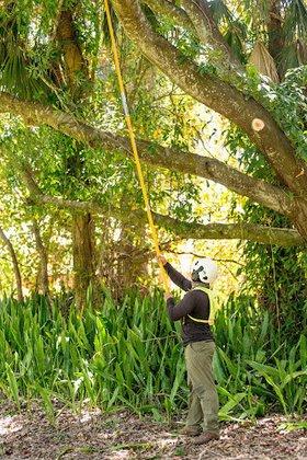 The Davey Tree Expert Company
