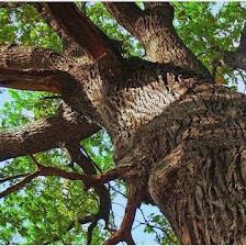 Four Season Tree Service