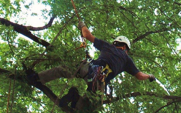 Four Season Tree Service