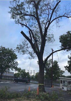 Out On A Limb Tree Care