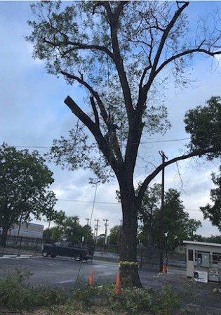 Out On A Limb Tree Care