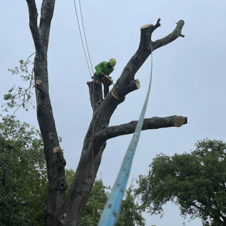 ProGreen Arbor Care