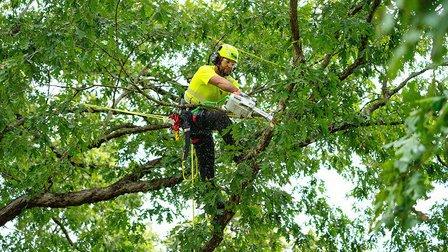 Bartlett Tree Experts